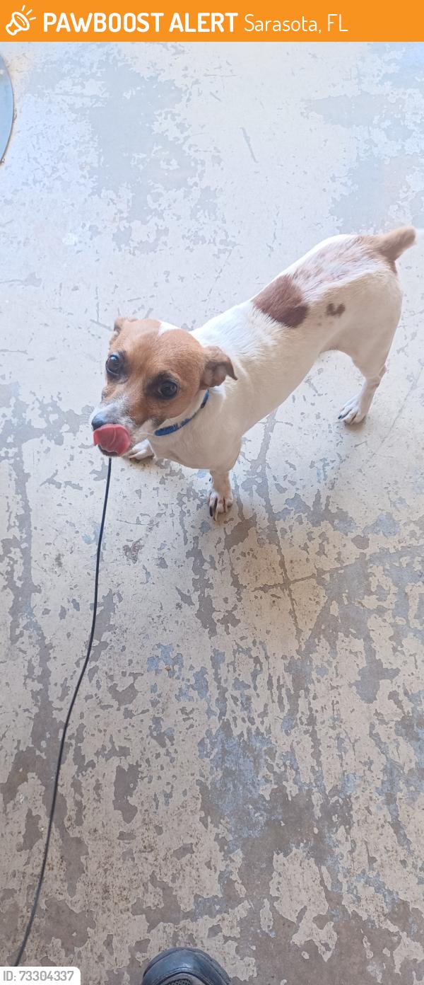 Found/Stray Male Dog last seen 8th st, sarasota 34237, Sarasota, FL 34237