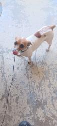 Found/Stray Male Dog last seen 8th st, sarasota 34237, Sarasota, FL 34237