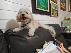 Found/Stray Female Dog last seen US1 and 7th Ave MaiTai, Vero Beach, FL 32961