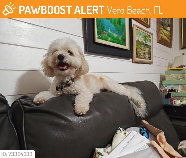 Found/Stray Female Dog last seen US1 and 7th Ave MaiTai, Vero Beach, FL 32961