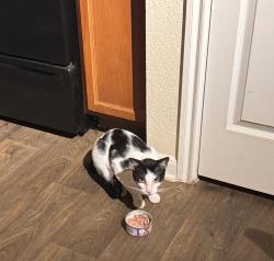 Found/Stray Male Cat last seen Military dr & w hwy 151, San Antonio, TX 78251