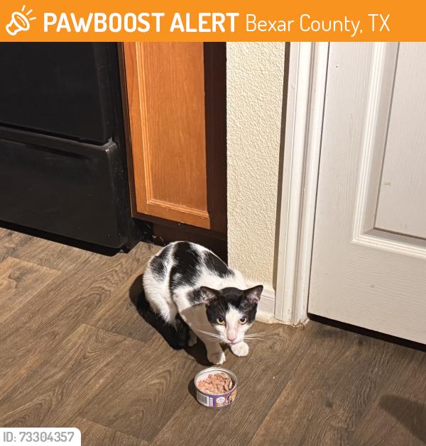 Found/Stray Male Cat last seen Military dr & w hwy 151, San Antonio, TX 78251