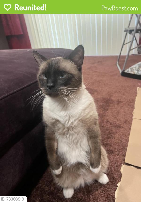 Reunited Male Cat last seen Merced Way, Hemet, CA 92545, USA, Hemet, CA 92545