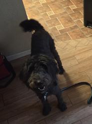 Lost Male Dog last seen 73rd ave west illini st, Phoenix, AZ 85043