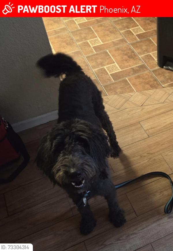 Lost Male Dog last seen 73rd ave west illini st, Phoenix, AZ 85043