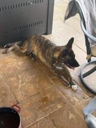 Reunited Male Dog last seen Parks of Deer Creek, Fort Worth, TX 76140