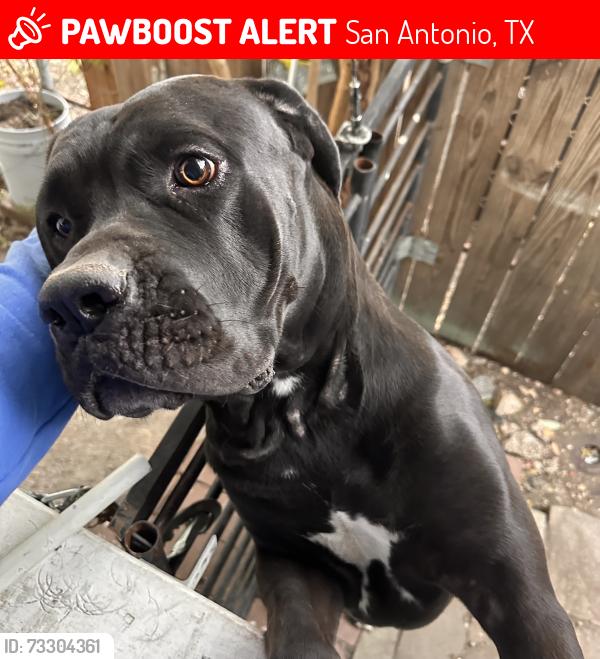 Lost Male Dog last seen E Formosa and Flores, San Antonio, TX 78221