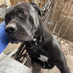 Lost Male Dog last seen E Formosa and Flores, San Antonio, TX 78221