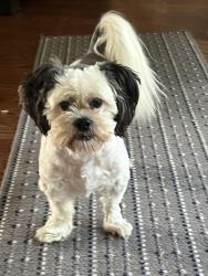 Reunited Female Dog last seen La Plata and Castle Rd Laguna Niguel Ca, Laguna Niguel, CA 92677