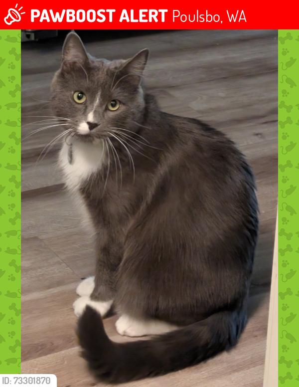 Lost Male Cat last seen Hots Java Cafe, Poulsbo, WA 98370