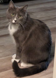 Lost Male Cat last seen Hots Java Cafe, Poulsbo, WA 98370