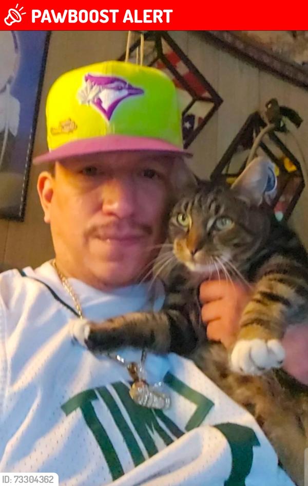 Lost Male Cat last seen Scowlitz access r.d., Lake Errock, BC V0M 1N0