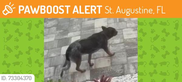 Found/Stray Unknown Dog last seen A1A S & Micklers Rd, St. Augustine, FL 32080