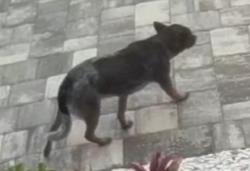 Found/Stray Unknown Dog last seen A1A S & Micklers Rd, St. Augustine, FL 32080
