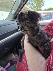 Reunited Female Dog last seen 76th st 22nd ave, Kenosha, WI 53143