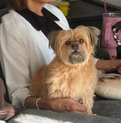 Reunited Female Dog last seen Braddock Ridge Dr & Westfields Blvd, Centreville, VA 20120