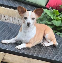 Reunited Female Dog last seen Bourque Road, Vermilion Parish, LA 70555