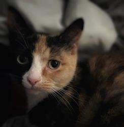 Found/Stray Unknown Cat last seen McKeesport, PA, McKeesport, PA 15132