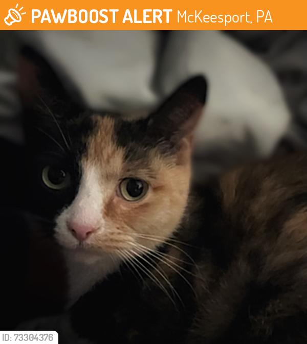 Found/Stray Unknown Cat last seen McKeesport, PA, McKeesport, PA 15132