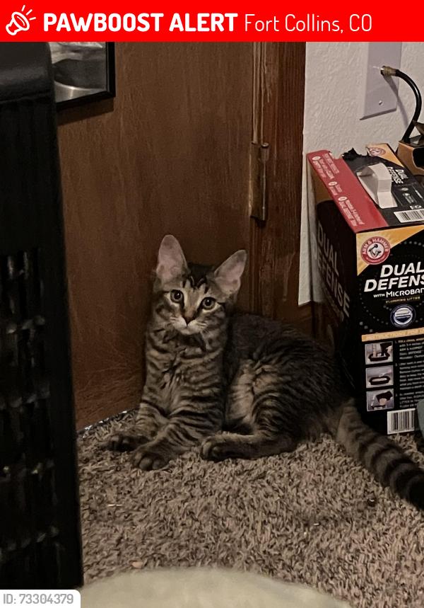 Lost Female Cat last seen Prospect and I25, Fort Collins, CO 80524