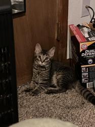 Lost Female Cat last seen Prospect and I25, Fort Collins, CO 80524