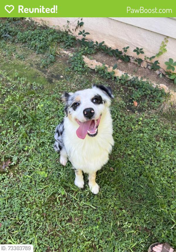 Reunited Male Dog last seen Baker road/Estuary Ridge, Acworth, GA 30101