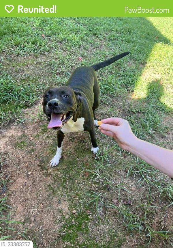 Reunited Female Dog last seen Baker road/Estuary Ridge, Acworth, GA 30101