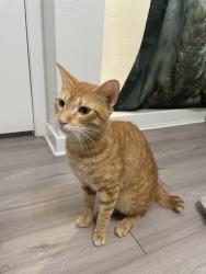 Found/Stray Male Cat last seen 28th St S. and 54th Ave S., St. Petersburg, FL 33712