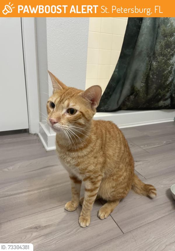 Found/Stray Male Cat last seen 28th St S. and 54th Ave S., St. Petersburg, FL 33712
