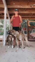 Reunited Male Dog last seen Mcadenville Rd/Oak street, Lowell, NC 28098
