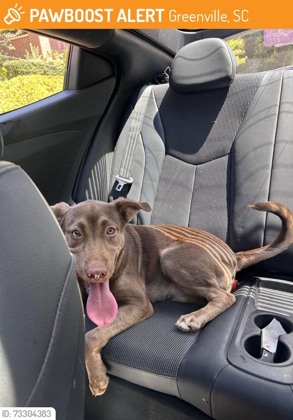 Found/Stray Female Dog last seen pendleton st, Greenville, SC 29601