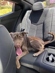 Found/Stray Female Dog last seen pendleton st, Greenville, SC 29601