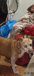 Reunited Female Dog last seen Auto circle dr, Salinas, CA 93907