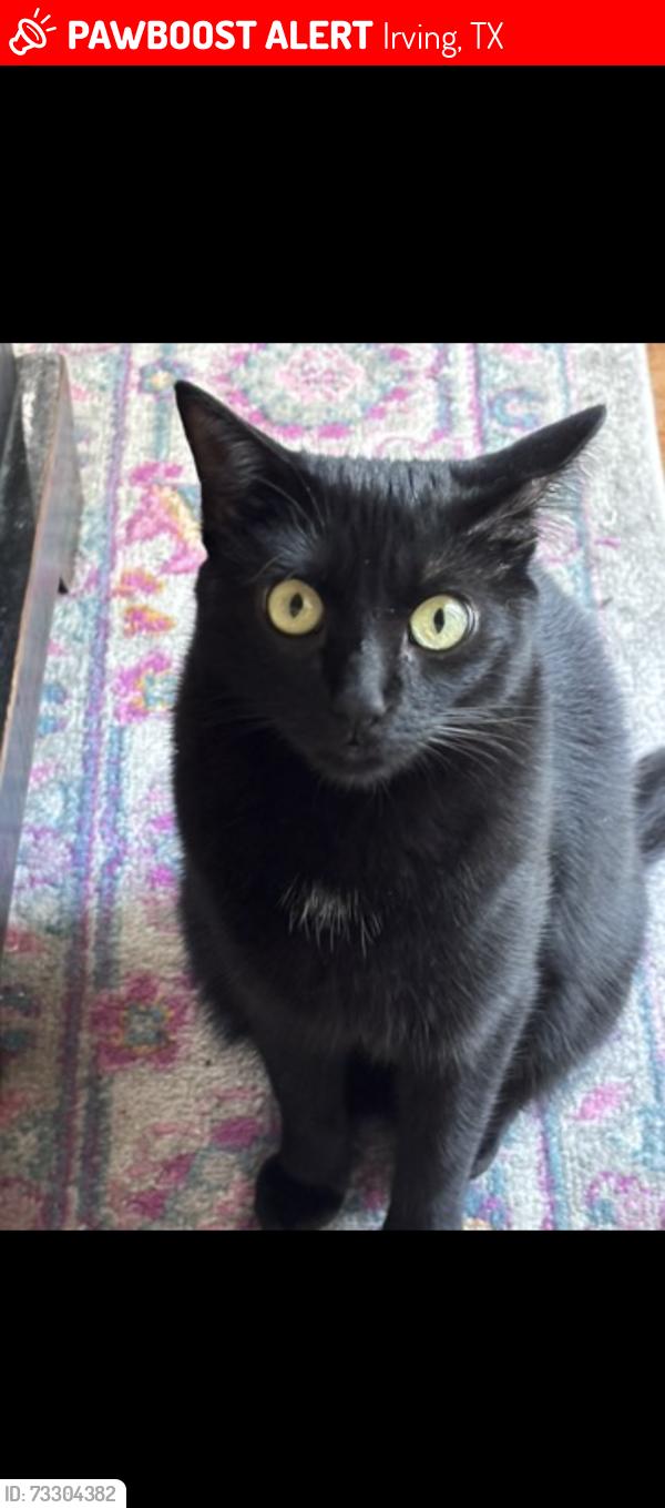 Lost Female Cat last seen N Riverside and O’Connor Rd, Irving, TX 75039