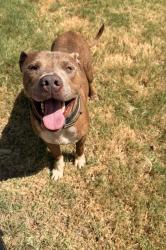 Reunited Male Dog last seen Waterloo & 74, Edmond, OK 73025