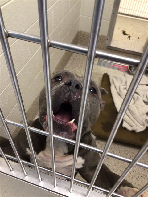 Shelter Stray Female Dog last seen Near BLOCK OSWEGO ST, 12155 Park Blvd, Brighton, CO 80601, USA