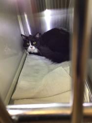 Shelter Stray Male Cat last seen Near BLOCK E 88TH AVE, 12155 Park Blvd, Brighton, CO 80601, USA