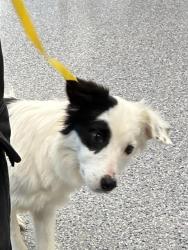 Shelter Stray Female Dog last seen 107TH WY AND TRUCKEE, 12155 Park Blvd, Brighton, CO 80601, USA