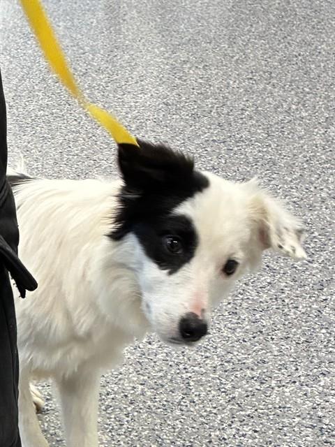 Shelter Stray Female Dog last seen 107TH WY AND TRUCKEE, 12155 Park Blvd, Brighton, CO 80601, USA