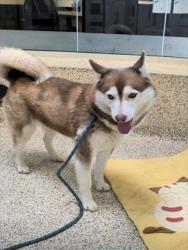 Shelter Stray Female Dog last seen , 3201 Lacy St, Los Angeles, CA 90031, USA