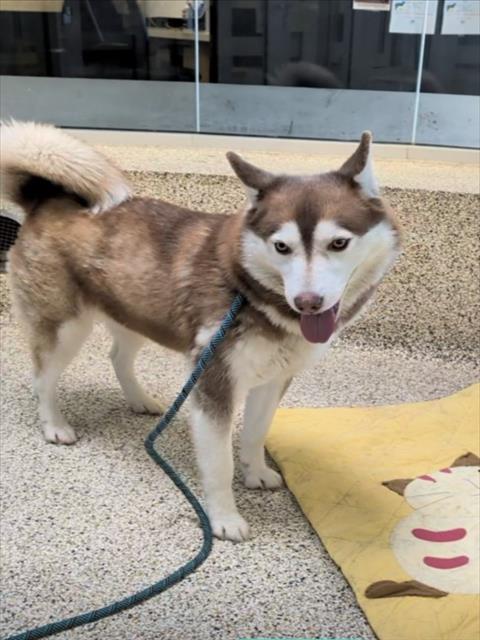 Shelter Stray Female Dog last seen , 3201 Lacy St, Los Angeles, CA 90031, USA