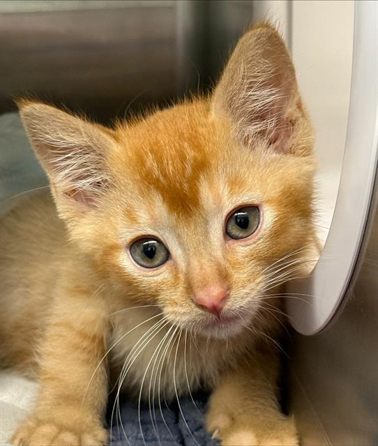 Shelter Stray Male Cat last seen ORANGEWOOD DR, 1950 Stevenson Blvd, Fremont, CA 94538, USA