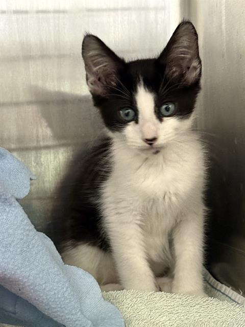 Shelter Stray Male Cat last seen Near BLOCK ROUNDTREE TER, 1950 Stevenson Blvd, Fremont, CA 94538, USA