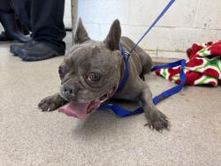 Shelter Stray Female Dog last seen N ASPEN AVE & FOLKE ST, RIALTO, CA, 92376, USA, 333 Chandler Pl, San Bernardino, CA 92408, USA