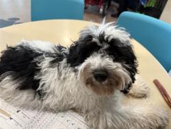 Shelter Stray Male Dog last seen BONHOMME LAKE DR, 1705 S Hanley Rd, Brentwood, MO 63144, USA