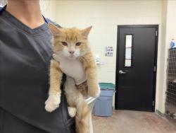 Shelter Stray Male Cat last seen Near BLOCK CAMINO DE LAS CRUCITAS SANTA FE, 100 Caja Del Rio Rd, Santa Fe, NM 87507, USA