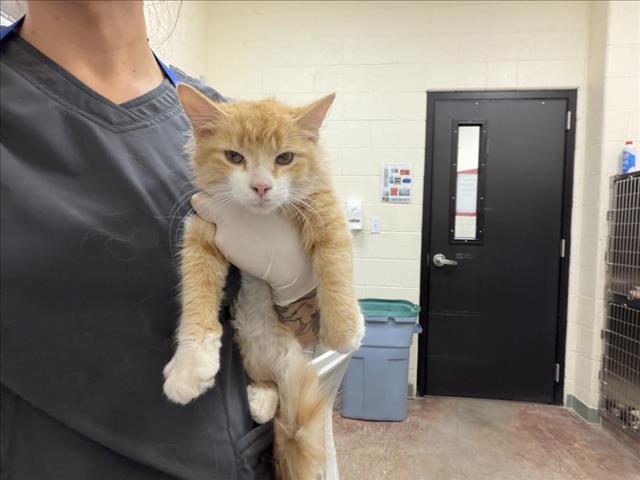 Shelter Stray Male Cat last seen Near BLOCK CAMINO DE LAS CRUCITAS SANTA FE, 100 Caja Del Rio Rd, Santa Fe, NM 87507, USA