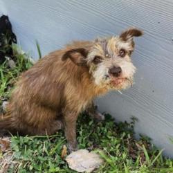 Shelter Stray Male Dog last seen WAVERLY AVE, 4710 TX-151, San Antonio, TX 78227, USA