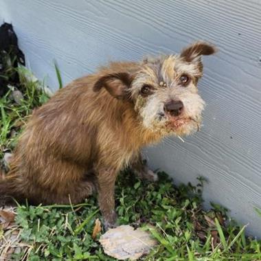 Shelter Stray Male Dog last seen WAVERLY AVE, 4710 TX-151, San Antonio, TX 78227, USA
