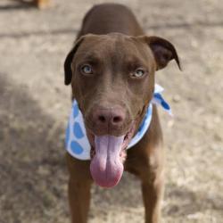 Shelter Stray Female Dog last seen Near BLOCK CLOVIS PLACE, 4710 TX-151, San Antonio, TX 78227, USA